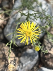 Xanthisma spinulosum