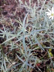 Stellaria