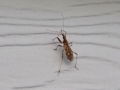 Nabis roseipennis