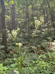Arnoglossum reniforme