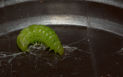 Diaphania