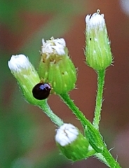 Phalacridae