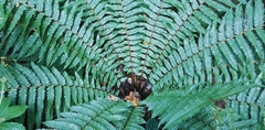 Dryopteris crassirhizoma