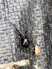 Latrodectus