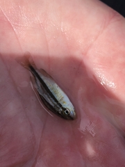 Orthopristis chrysoptera