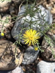 Xanthisma spinulosum