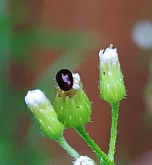 Phalacridae
