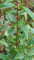 Ligustrum vulgare