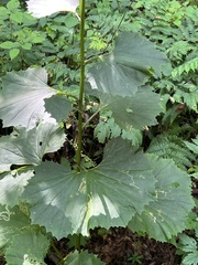 Arnoglossum reniforme