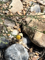 Xanthisma spinulosum