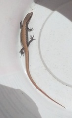 Elgaria multicarinata webbii