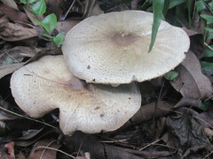 Agaricus
