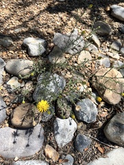 Xanthisma spinulosum