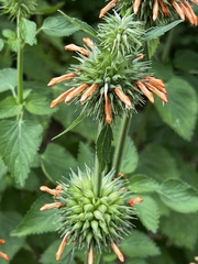 Leonotis nepetifolia