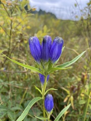 Gentiana linearis