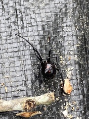Latrodectus