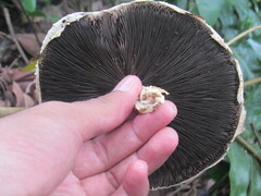 Agaricus