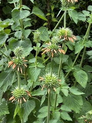 Leonotis nepetifolia