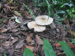 Agaricus