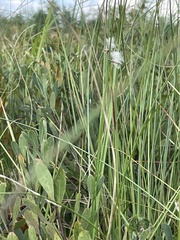 Eriophorum virginicum