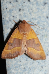 Atethmia centrago