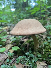 Tylopilus felleus