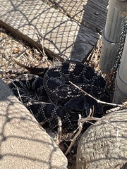 Crotalus oreganus helleri