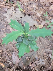 Ilex cornuta