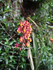 Cyrtochilum rhodoneurum