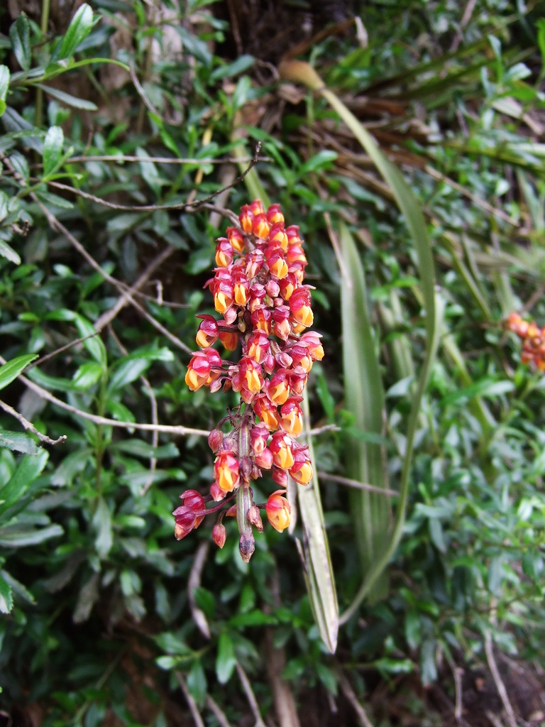 Cyrtochilum rhodoneurum