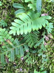 Polypodioideae