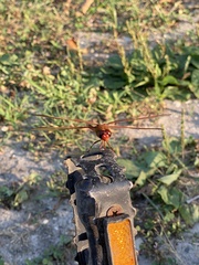 Libellula