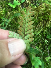 Polypodioideae