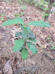 Ilex cornuta