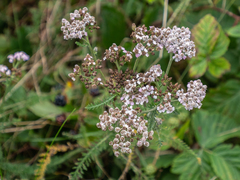 Achillea millefolium
