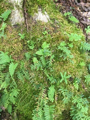 Polypodioideae