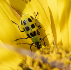 Diabrotica undecimpunctata