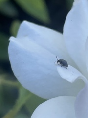 Bruchinae