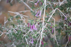 Symphoricarpos longiflorus