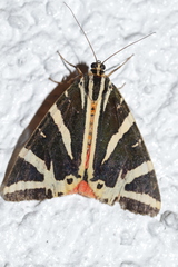 Euplagia quadripunctaria