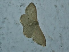 Idaea straminata