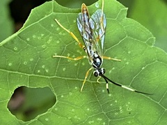 Cratichneumon