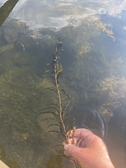Potamogeton robbinsii