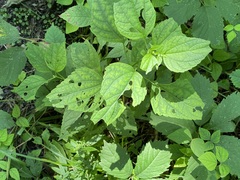 Boehmeria cylindrica