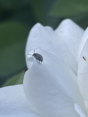 Bruchinae