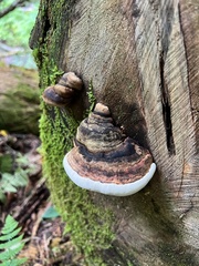 Fomitopsis ochracea