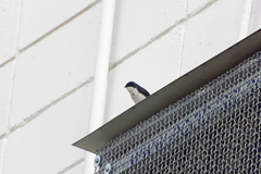 Pygochelidon cyanoleuca
