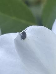 Bruchinae
