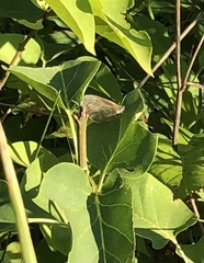 Coenonympha california