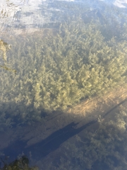 Hydrocharitaceae